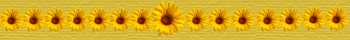 sunflowerseparator.jpg